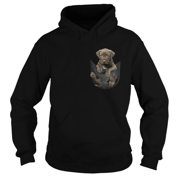 Chocolate Pitbull inside pocket shirt