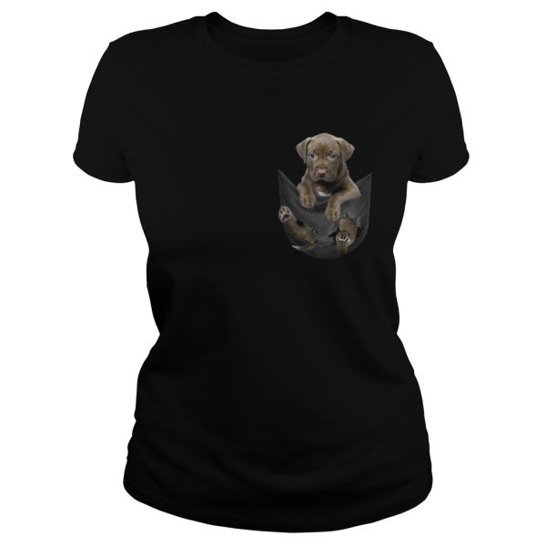 Chocolate Pitbull inside pocket shirt