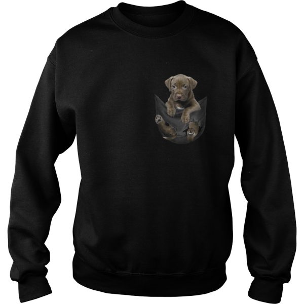 Chocolate Pitbull inside pocket shirt