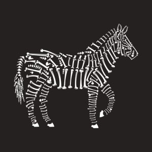 Zebra - T-shirt 1 Zebra T shirt 2