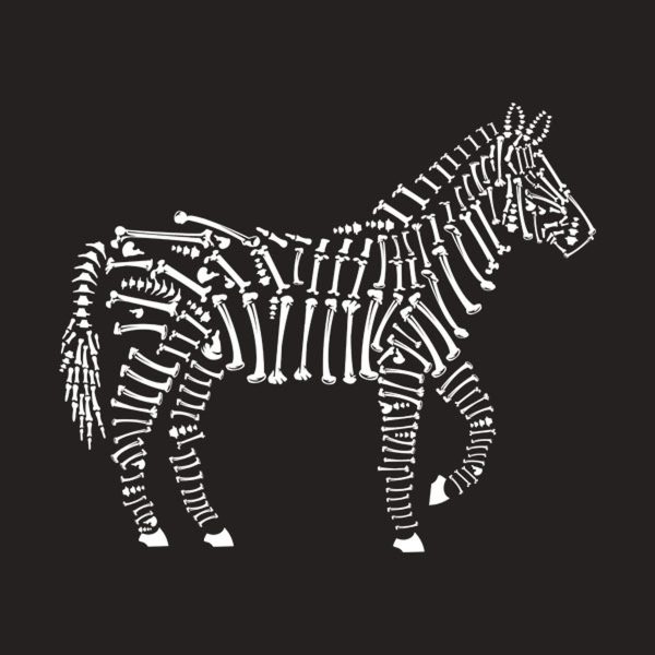 Zebra – T-shirt